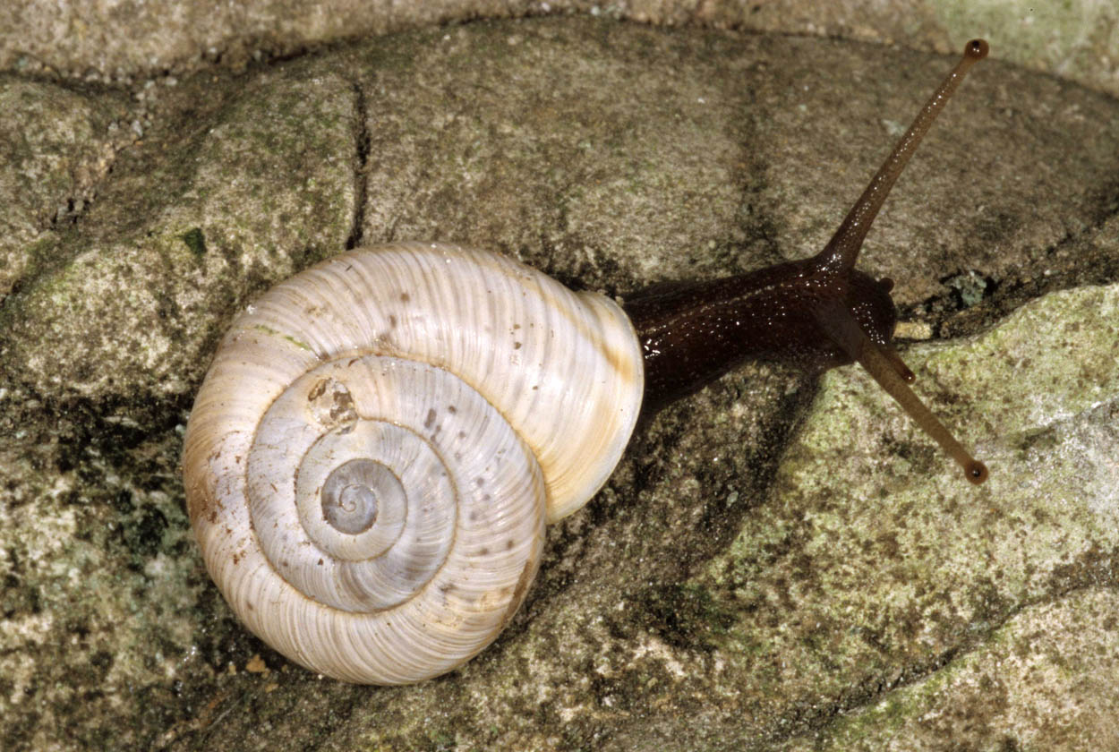 Chilostoma cingulatum sentinense